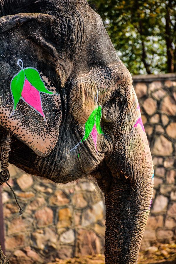 Hathi Mauja Jaipur Extérieur photo